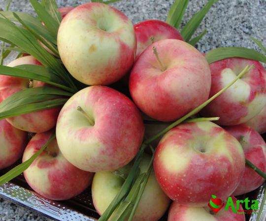 بزرگترین صادرکننده سیب گلاب تابستانی در ارومیه