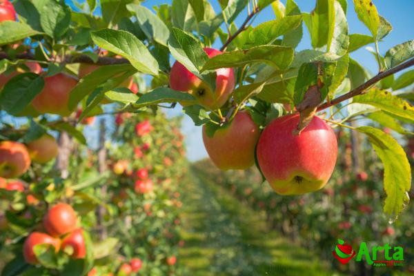 قیمت کلی سیب جنگلی مازندران در سال جدید
