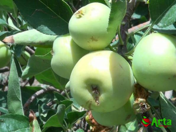 خرید سیب گلاب فارس به صورت اینترنتی
