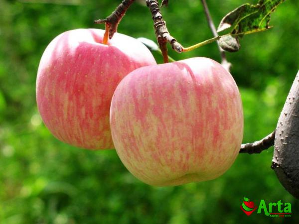 قیمت مرغوبترین سیب تابستانه در بازار اهر