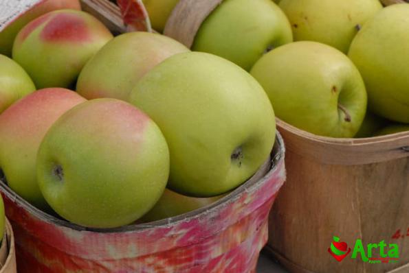 تامین عمده سیب گلاب تابستانی درجه یک