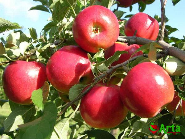 شرکت فروش سیب درختی جنگلی به صورت عمده
