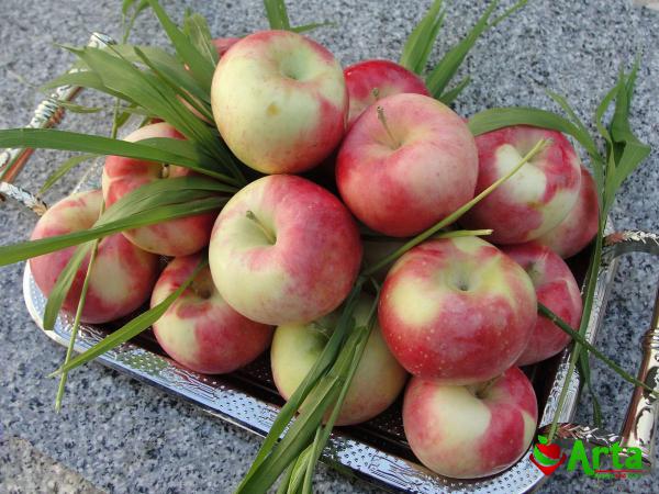 مرجع خرید بهترین سیب دو رنگ تابستانه در ایران