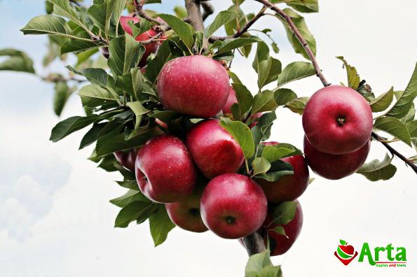 عرضه انواع سیب جنگلی در بازار مازندران