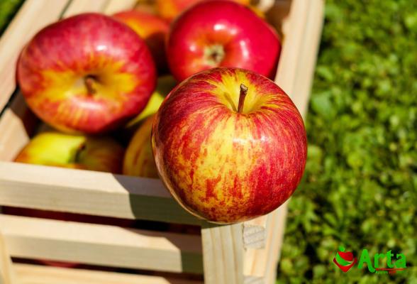 صادرات سیب خراسان شمالی به صورت عمده