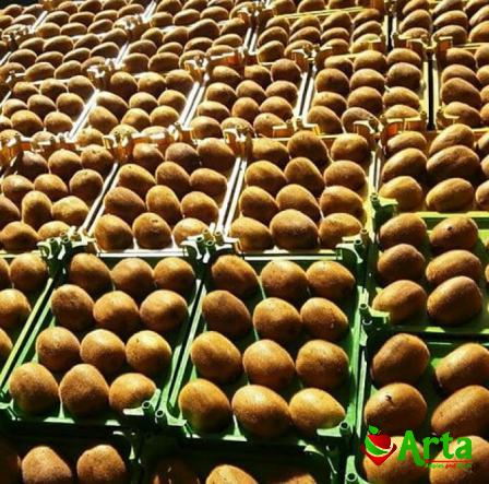 تولیدکنندگان بهترین کیوی بسته بندی مخصوص صادرات
