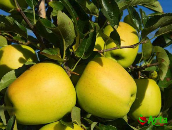 قیمت سیب درختی فرانسه چگونه برآورد می شود؟