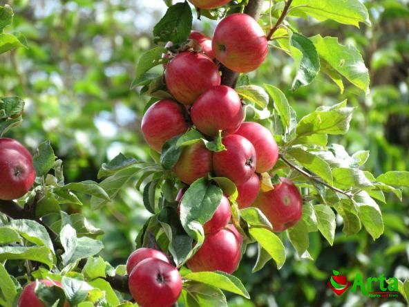 سیب جنگلی به کدام کشورها صادر می شود؟