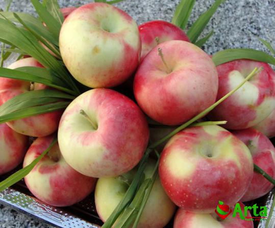 مهم ترین ویژگی سیب گلاب تازه