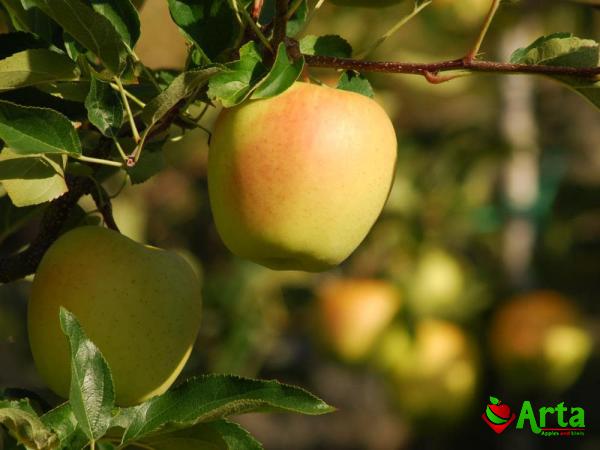 روش های بررسی کیفیت سیب زرد