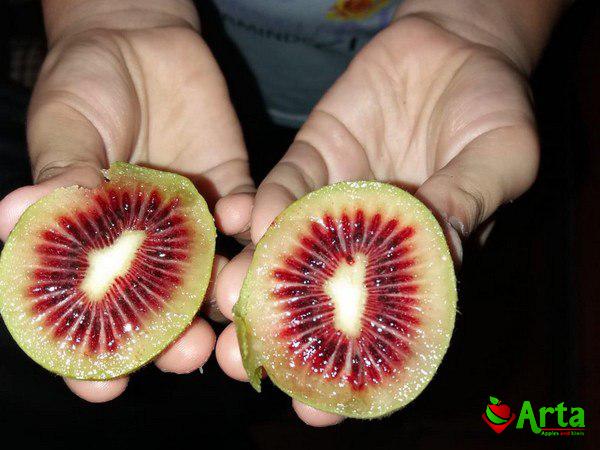تولیدکنندگان کیوی پیوندی قرمز