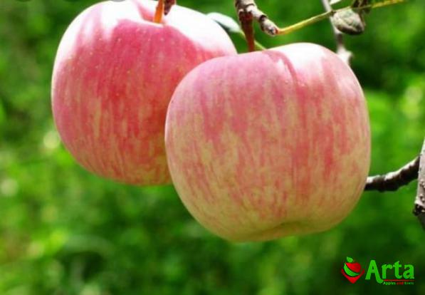 فروش ویژه سیب گلاب کهنز تابستانی به صورت اینترنتی