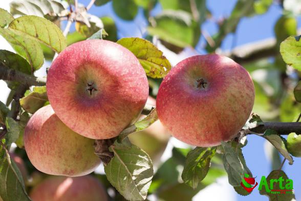 مرکز پخش سیب جنگلی تازه در گیلان