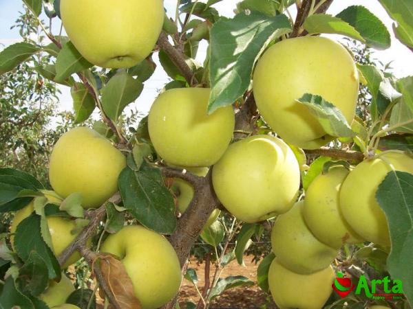 خرید مستقیم سیب گلاب به صورت اینترنتی