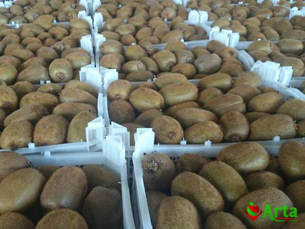 لیست آخرین قیمت کیوی بسته بندی عمده