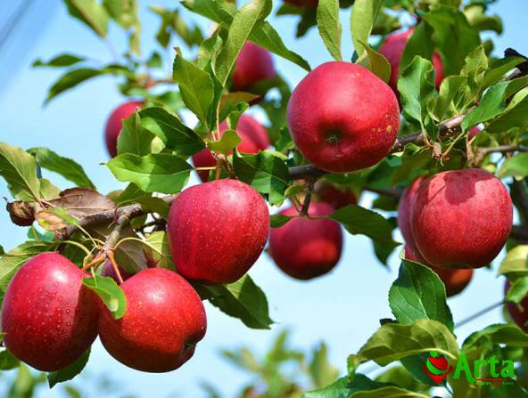 خرید عمده سیب فرانسوی به صورت اینترنتی