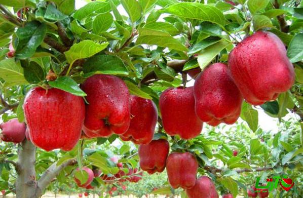 مرجع فروش سیب درختی به صورت عمده