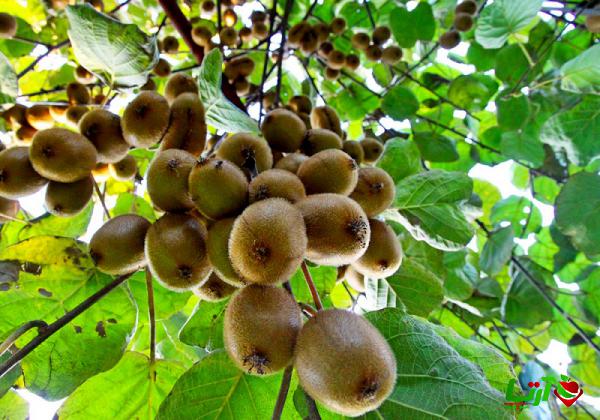 مهم ترین مشخصه کیوی گلخانه ای