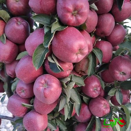 عرضه انواع سیب قرمز فرانسوي با قیمت مناسب