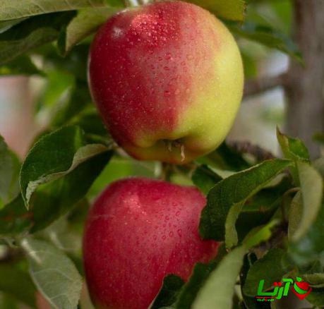 صادرات انواع سیب فرانسوی دو رنگ به کشورهای همسایه
