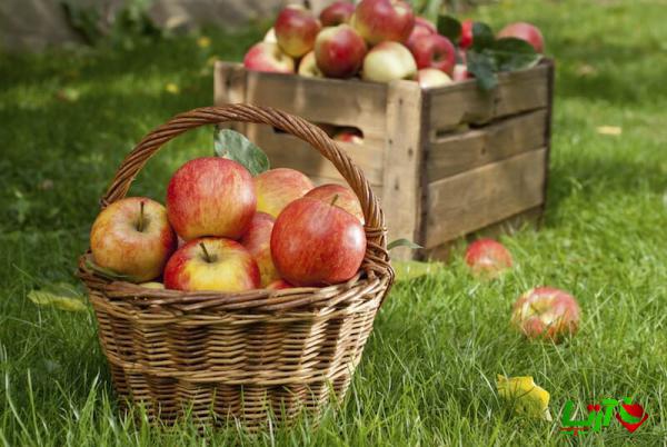 آنچه باید در هنگام خرید سیب بدانیم