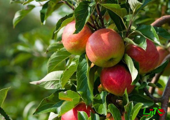 آشنایی مختصر با روش تشخیص سیب درجه یک