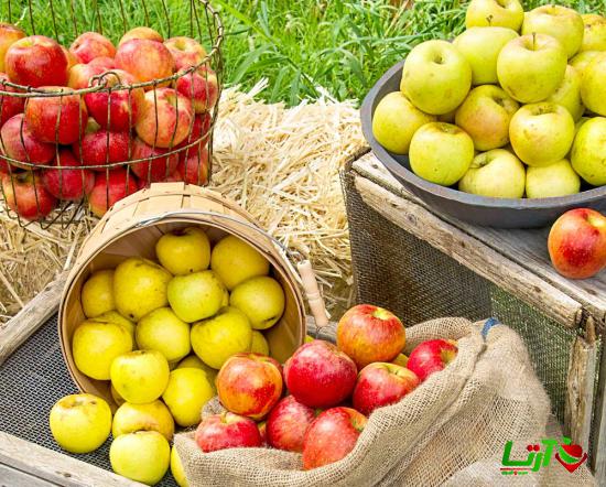 قیمت انواع سیب تابستانه با کیفیت عالی