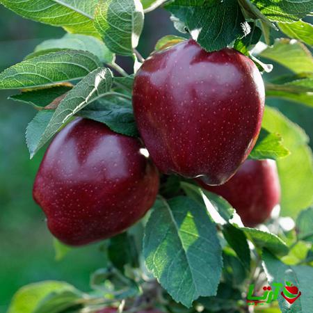 روش های بررسی کیفیت سیب تازه