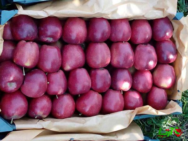 نحوه صادرات سیب از ایران