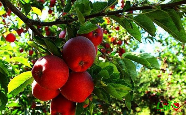 توزیع کنندگان سیب درختی سمیرم با قیمت مناسب