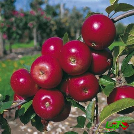قیمت فروش سیب درختی با بهترین کیفیت در کردستان