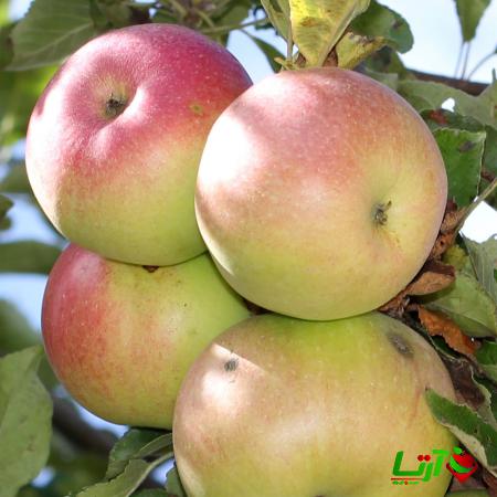 فروشنده سیب فرانسوی دو رنگ درجه یک