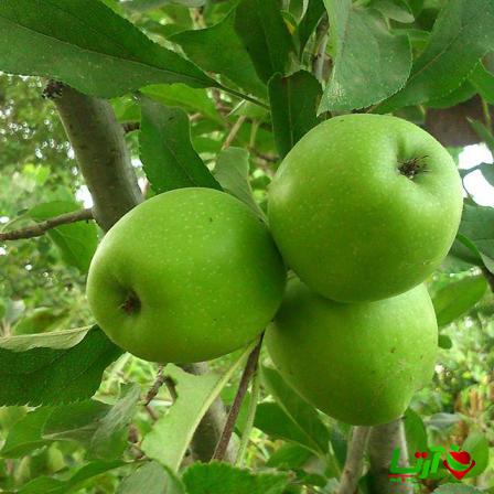 پخش عمده سیب درختی سمیرم درجه یک