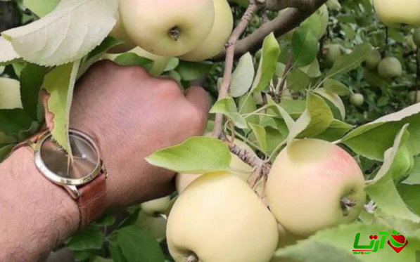 پخش کننده سیب گلاب سمیرم صادراتی