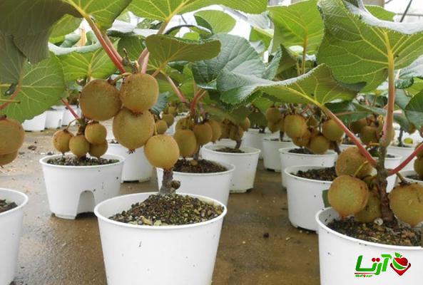 مراکز فروش کیوی تازه در شیراز