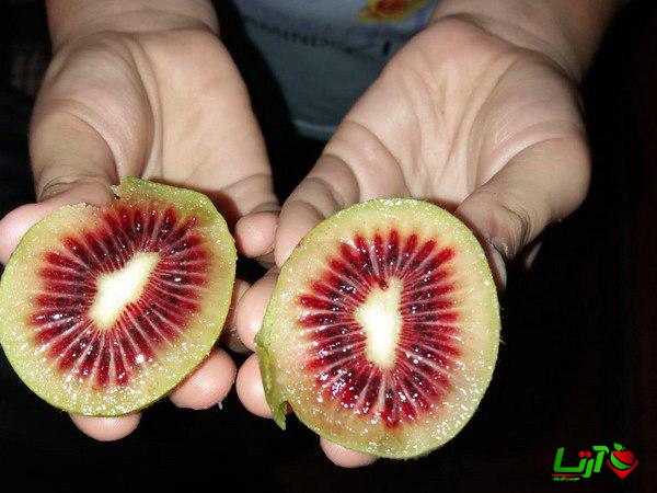 بهترین مراکز فروش کیوی خونی صادراتی در ایران