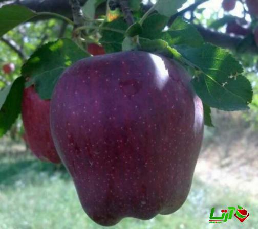 راهنمای جامع برای خرید سیب میانه