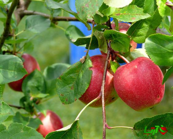 فروش مستقیم سیب درختی با قیمت استثنایی در ارومیه