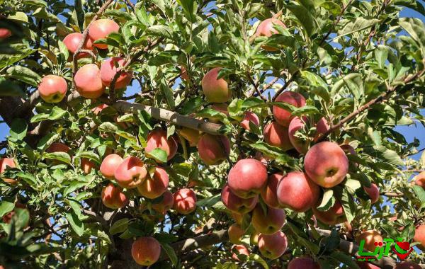 انواع روش های عرضه سیب سمیرم درختی