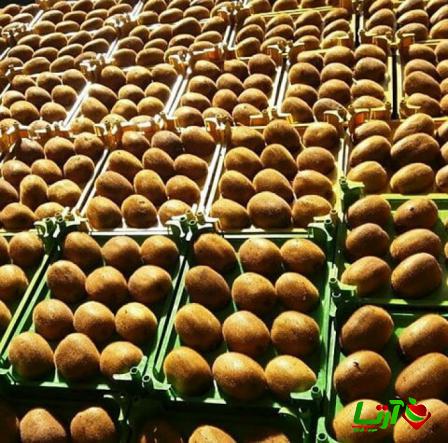 صادرات کیوی بسته بندی شده از نمایندگی های ایران