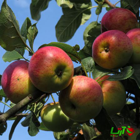 صادرات سیب درختی روستایی با بهترین کیفیت