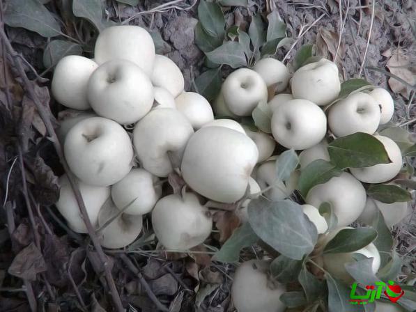 بهترین مراکز پخش سیب سفید شیرین درجه یک در مراغه