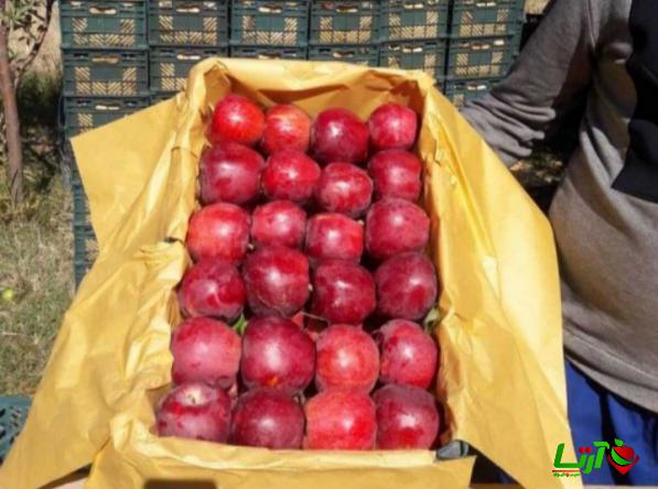 توصیه هایی برای خرید سیب میانه