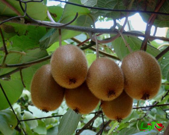 خرید کیوی سبز از نمایندگی های معتبر در تهران