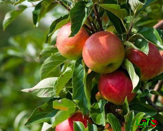 صادرات سیب قرمز مراغه به کشورهای همسایه