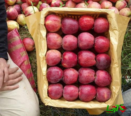 خرید بی واسطه سیب میانه از تولید کننده