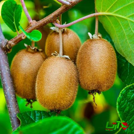 مرکز عرضه کیوی هایوارد درشت درجه 1