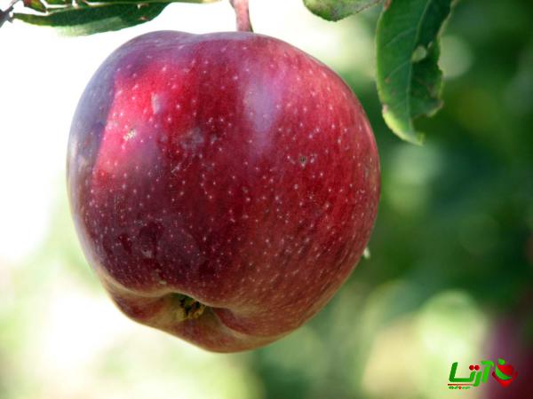 بررسی راهکارهای گسترش صادرات سیب