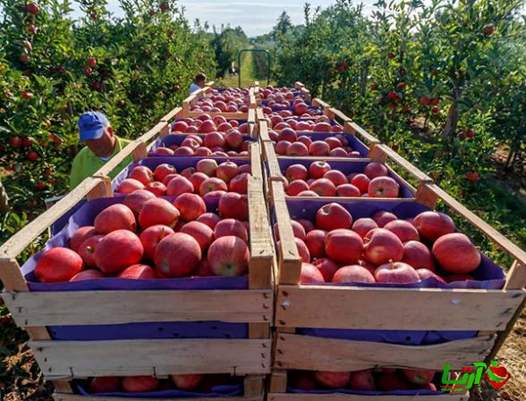 بررسی جایگاه ایران در صادرات سیب