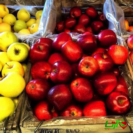 فروش ویژه سیب درختی با بهترین کیفیت در مراغه